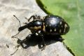 Rozpucz lepiężnikowiec to niewielki chrząszcz, który żeruje na liściach lepiężników i stąd wywodzi się jego nazwa (fot. S. R. Bielak)