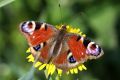 Rusałka pawik to jeden z kilkudziesięciu gatunków motyli, jakie można spotkać na biebrzańskich torfowiskach (fot. Sebastian R. Bielak)