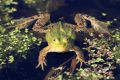 Samiec żaby jeziorkowej w charakterystycznych szatach godowych (fot. Sebastian R. Bielak)