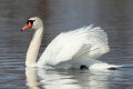 Mute swan is a species of water bird nesting in the Biebrza River Valley (photo by S. R. Bielak)