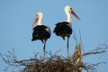 During spring a pair of nesting white storks is a daily view in this valley (photo by S. R. Bielak)