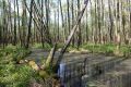 Wet black alder forest is a land of impenetrable swamps and bogs (photo by Sebastian R. Bielak)