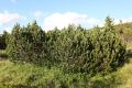 Powyżej górnej granicy lasu w Karkonoszach występuje kosodrzewina, która tworzy gęste zarośla (fot. Sebastian R. Bielak)