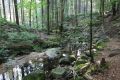 Dolina potoku Kamieńczyk jest bez wątpienia jedną z najładniejszych leśnych dolin w Karkonoszach (fot. Sebastian R. Bielak)