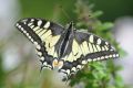 This swallowtail is one of 1500 species of butterflies living in the Pieninys (photo by S. Bielak)