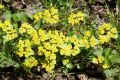 Alternate-leaved golden saxifrage blooms in spring and prefers moist habitat (photo by S. R. Bielak)