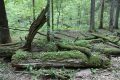 Na dnie białowieskich lasów zalegają ogromne ilości leżaniny, czyli przewrócone pnie drzew, konary i gałęzie (fot. S. R. Bielak)