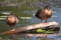 Stałymi mieszkańcami stawów Topiło są ptaki wodne, w tym wszędobylskie kaczki krzyżówki (fot. Sebastian R. Bielak)