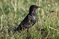 Common starling is a species of bird often seen on clearings and meadows (photo by S. R. Bielak)