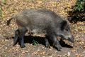 Wild pig is a permanent inhabitant of forests growing in the Table Mountains (photo by S. R. Bielak)