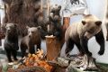 Ekspozycja dotycząca niedźwiedzia brunatnego w Muzeum Przyrodniczo-Łowieckim „Knieja” w Nowosiółkach (fot. Sebastian R. Bielak)