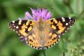 Painted lady is a species of butterfly often seen in the Bieszczady Mountains (photo by S. Bielak)