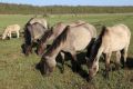Descendants of extinct wild horse Tarpan live in the Red Swamp Wildlife Preserve (photo by S.Bielak)