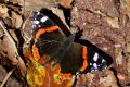 Rusałka admirał jest jednym z wielu gatunków motyli dziennych występujących w Górach Stołowych (fot. Sebastian R. Bielak)