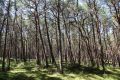 W pasie nadmorskich wydm najczęściej spotykanym typem lasu na wyspie Wolin jest bór sosnowy (fot. Sebastian R. Bielak)