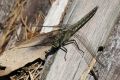 The Black-tailed Skimmer is a species of dragonfly living on Wolin Island (photo by S. R. Bielak)