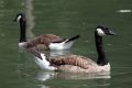 Canada Goose is a bird species visiting Wolin Island during seasonal migrations (photo by S. Bielak)