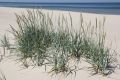 Blue Lyme Grass is a typical psammophyte growing on Wolinian sand beaches (photo by S. R. Bielak)