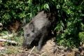 It is estimated that on Wolin Island live about 1000-1500 of Wild Boars (photo by S. R. Bielak)