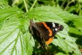The red admiral is one of many species of butterflies living in the Jurassic (photo by S. R. Bielak)
