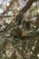 Amerykańska wiewiórka czerwona tak naprawdę ma szaro-brązowe umaszczenie (fot. Sebastian R. Bielak)