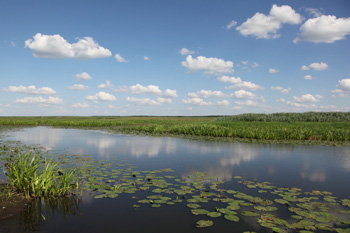 The Biebrza River Valley is a vast, flat and wet terrain covered by peatlands (photo by Sebastian R. Bielak)